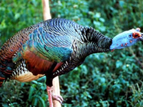 0 Royal Caribbean, juaguares y un paseo en snorkel