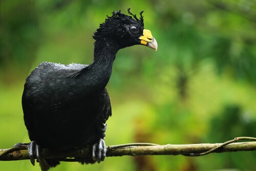 hocofaisan-caracteristicas Royal Caribbean, juaguares y un paseo en snorkel