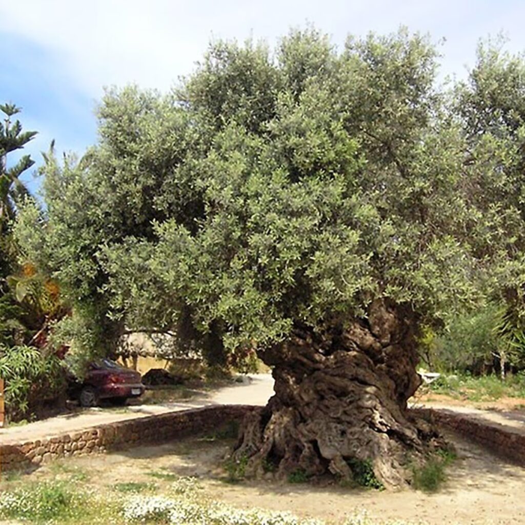 TKLQANB6DJGYZJ4WJLS6L3ZRZY_1-1024x1024 El Sumud: la resistencia Palestina en todos los frentes